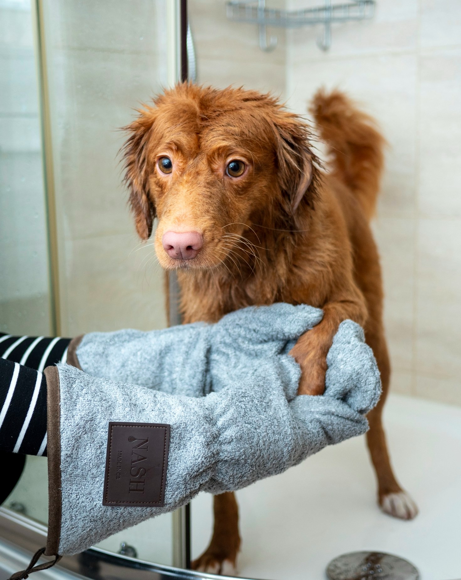 5 Easy Steps to Groom Your Dog at Home