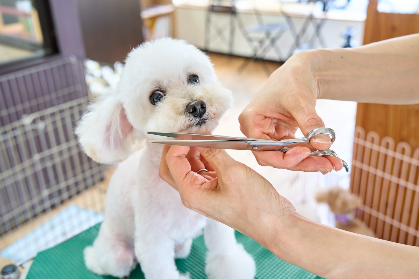 Understanding Your Pet’s Grooming Needs
