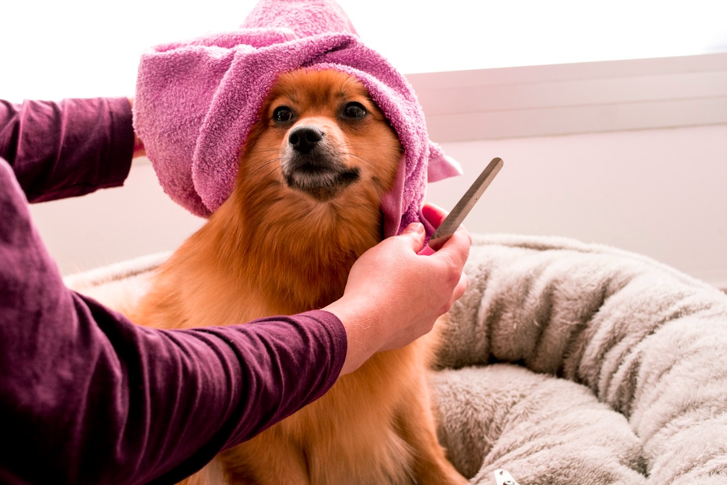 Expert Tips for Stress-Free Grooming Sessions